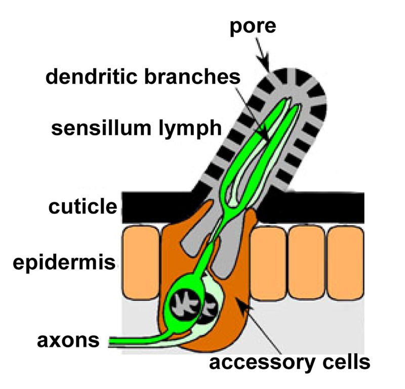 Landes Bioscience: Curie