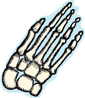 Human Hand Bones - clipart #