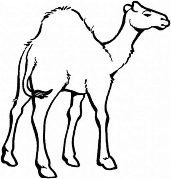Camel Coloring Page for Kids - Download & Print Online Coloring ...