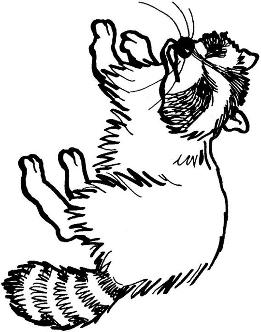Racoon Coloring Page | Bulbulk Com