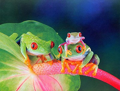 Frog Medicine | Doowans News&Events