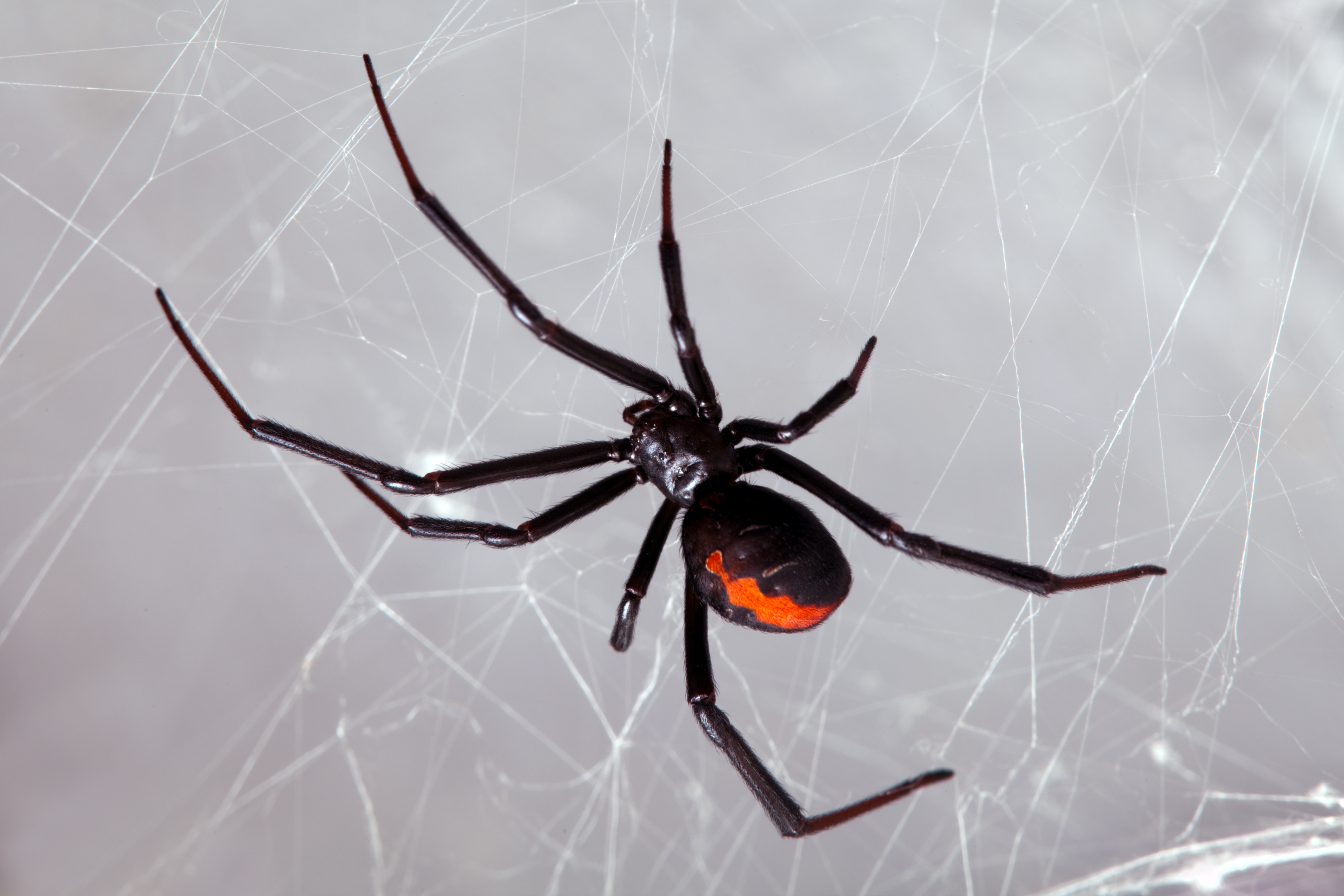 Black Widow Exterminator: Remove Spiders, Dallas Spider Exterminator