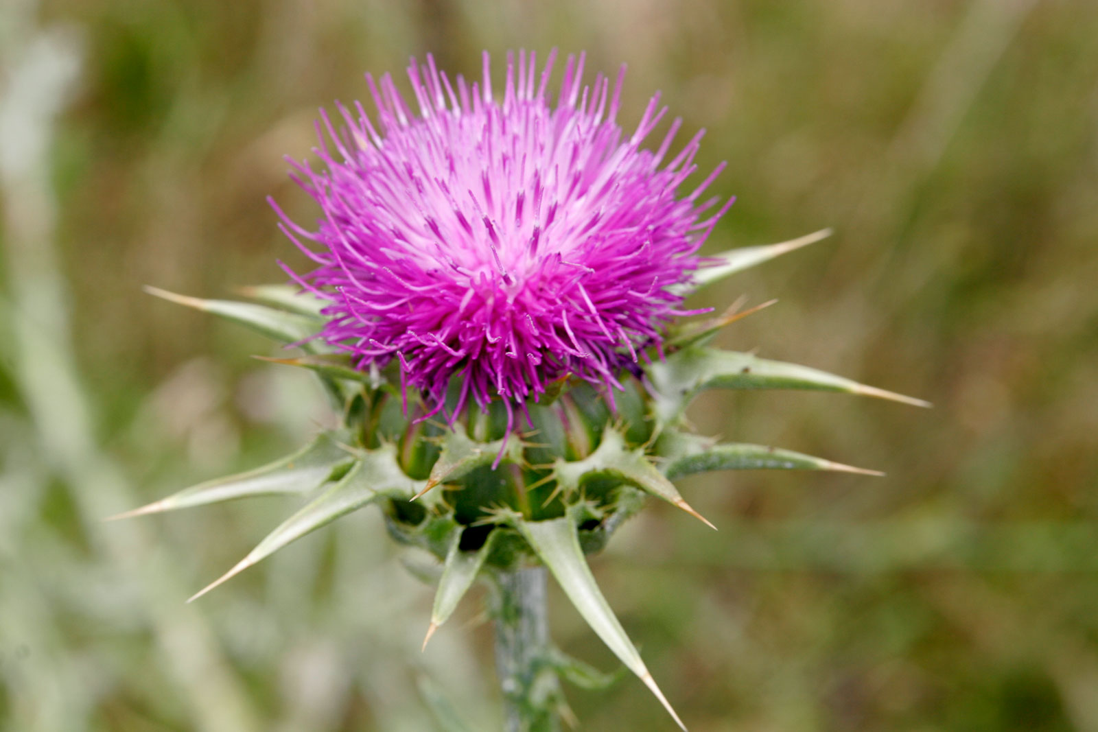 File:Milk thistle.jpg - Wikimedia Commons