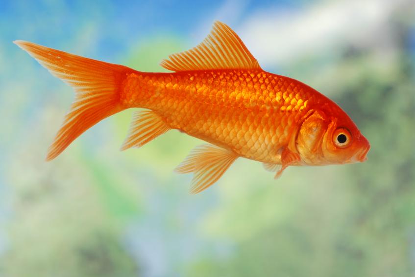 Types of Goldfish [Slideshow]