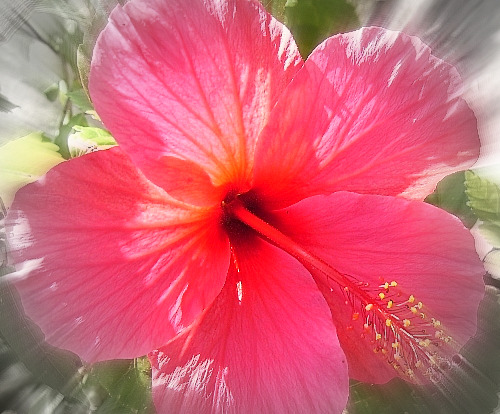 Image gallery for : hawaiian flower computer wallpaper