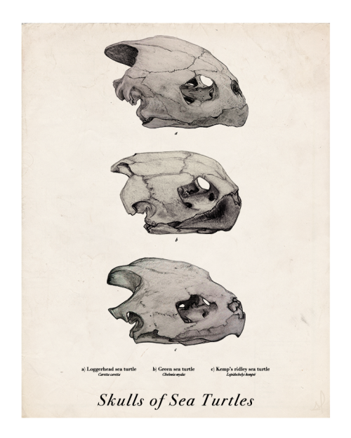Scientific Illustration | colorthewoods: Skulls of three sea ...