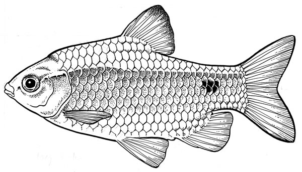 Fish-Pest-Rosy-Barb-600.jpg