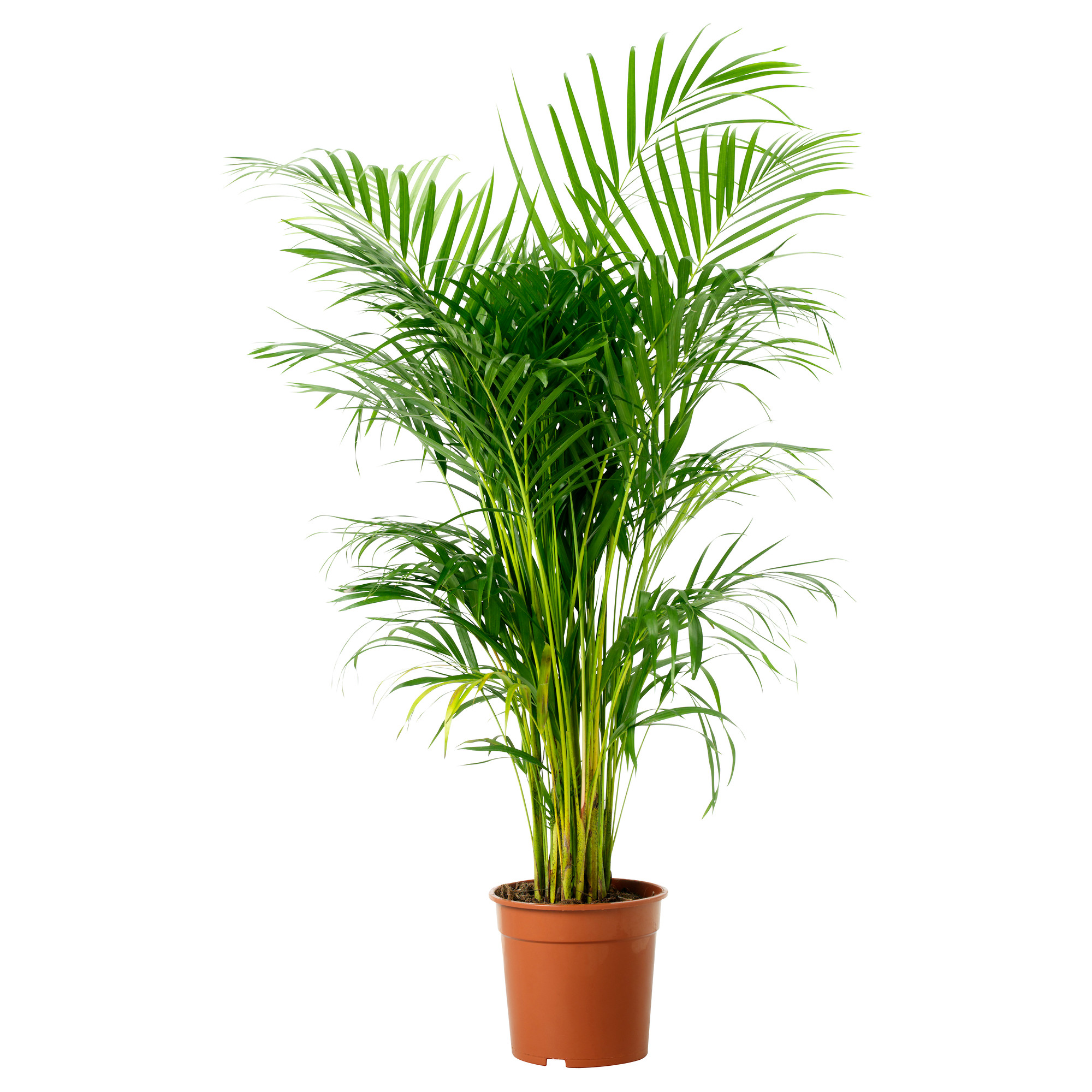 CHRYSALIDOCARPUS LUTESCENS Potted plant - IKEA