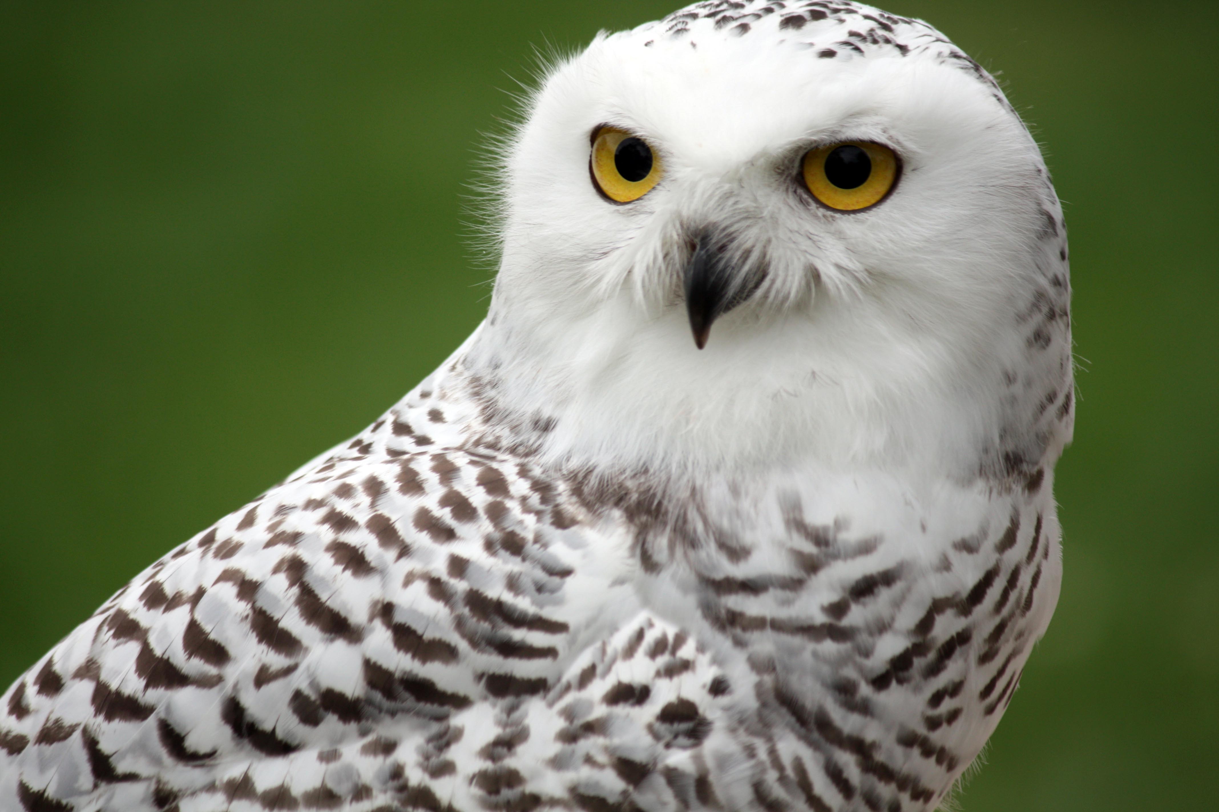 Snowy Owl Wallpaper: Download Free Owl Wallpapers HD