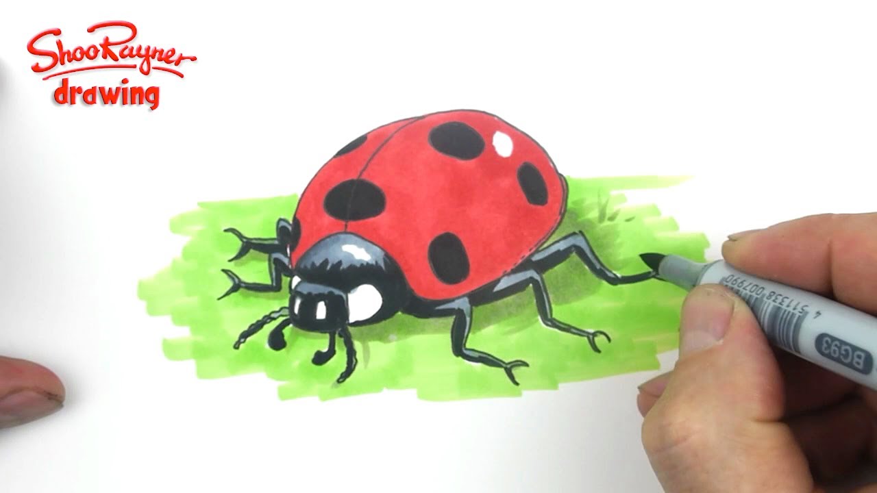 How to draw a cute ladybug - ladybird - YouTube