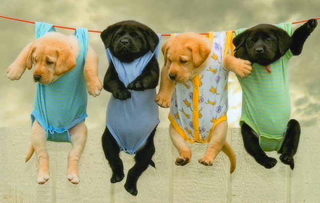 If Puppies Ran Tradeshows and Events - | Classic Exhibits