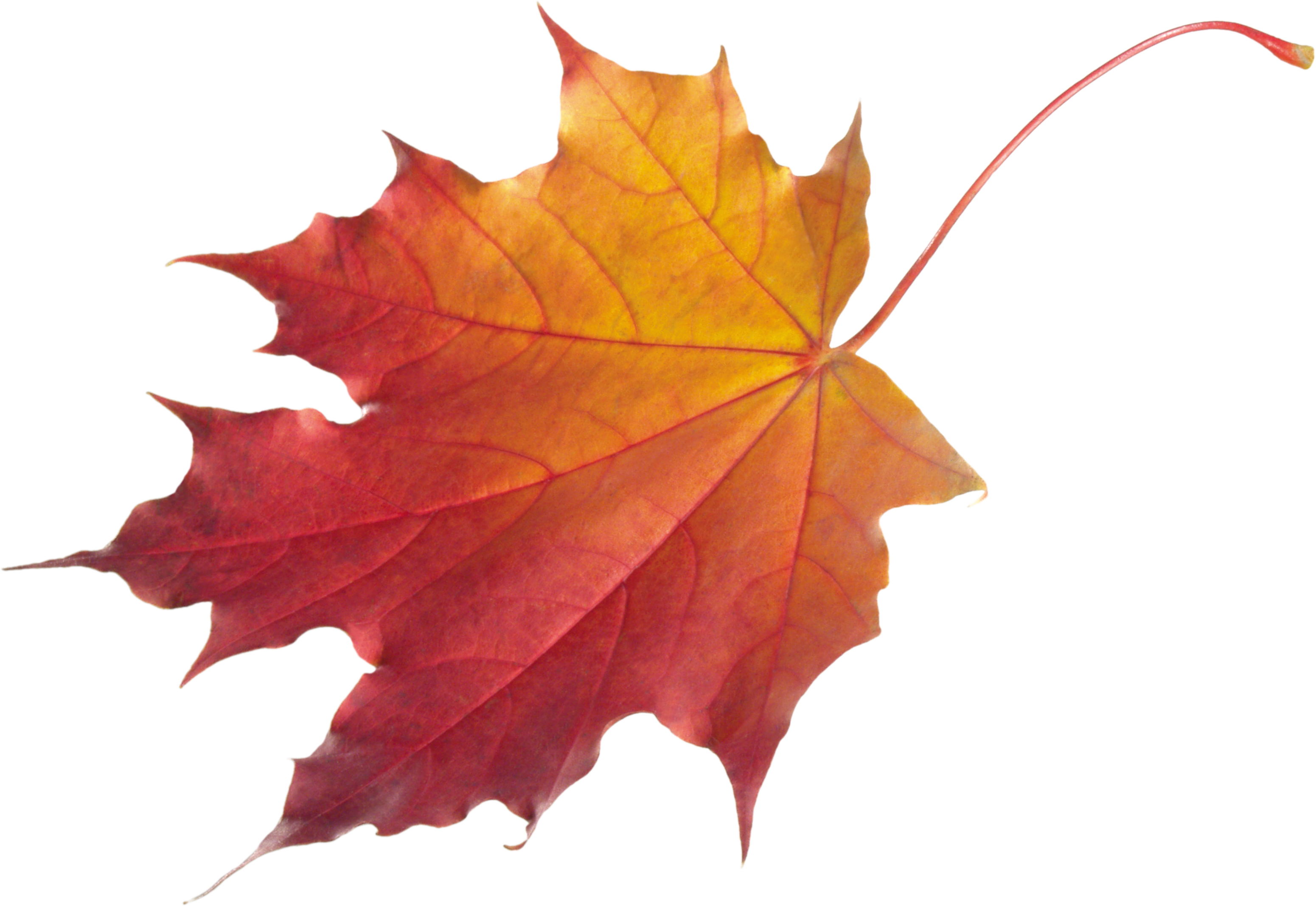 Autumn leaves PNG images, free PNG yellow leaves pictures