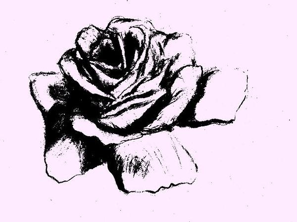 ilii00ezy: black and white rose drawing