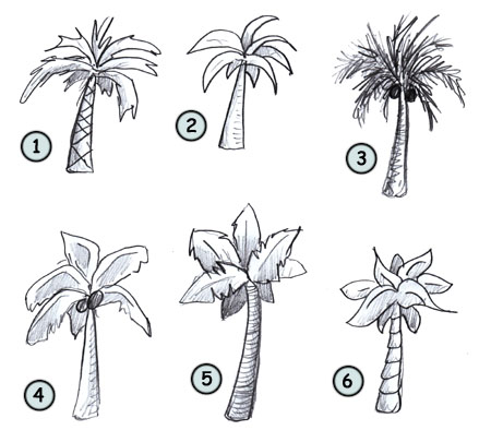 How to draw palm trees