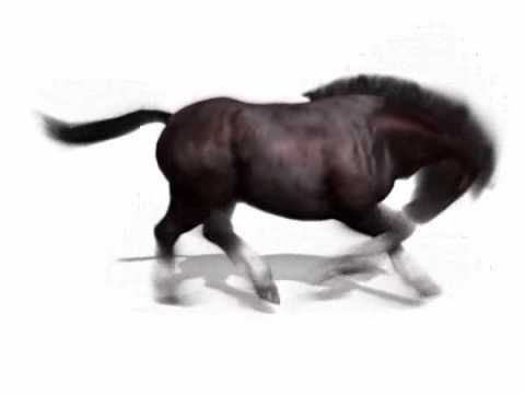 3d Horse Gallop animation - YouTube