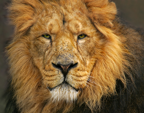 Monti blog: lion face