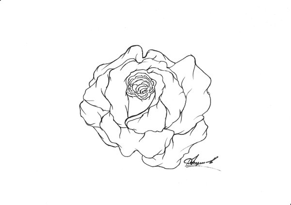 Lineart Rose. by Kyllvi on DeviantArt