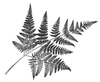 Beeswax Palms & Ferns