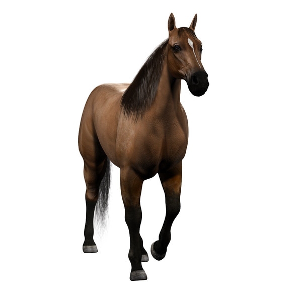 maya realistic horse animation - ClipArt Best - ClipArt Best