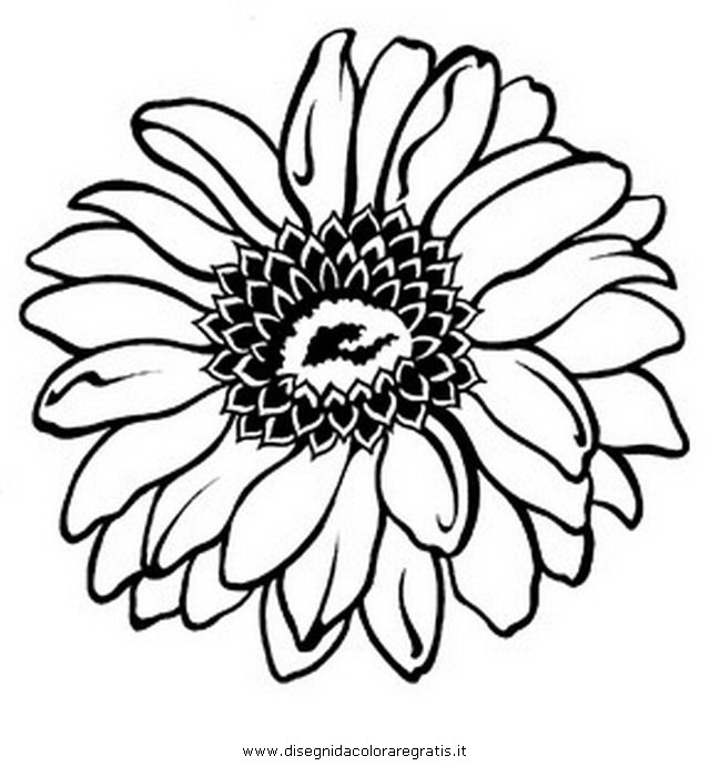 Gerber Daisy Drawing - Cliparts.co