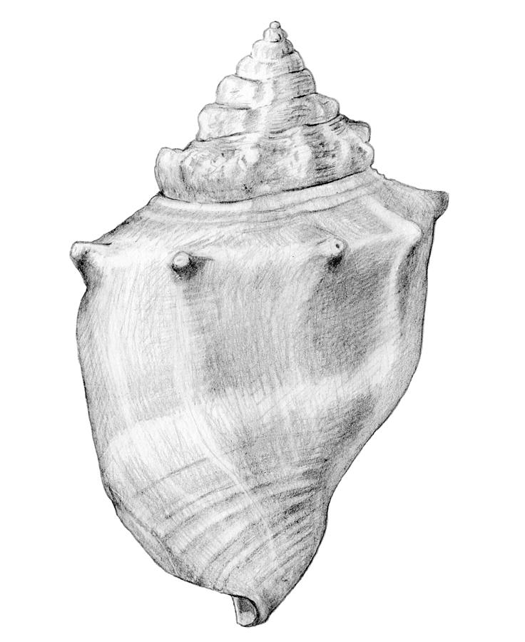 Shell In Black And White by Julia Fine