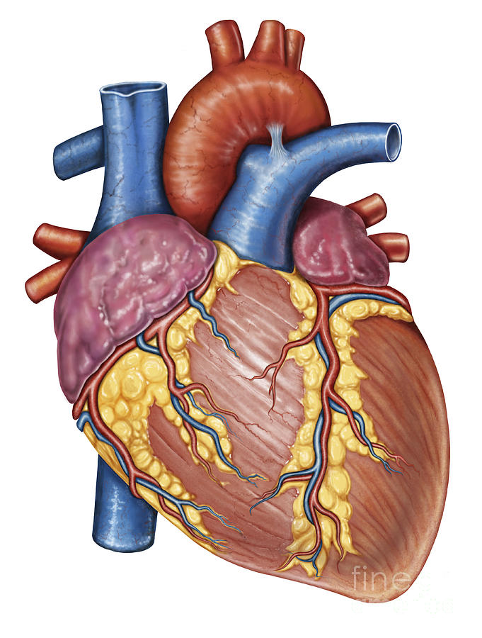 Gross Anatomy Of The Human Heart by Stocktrek Images