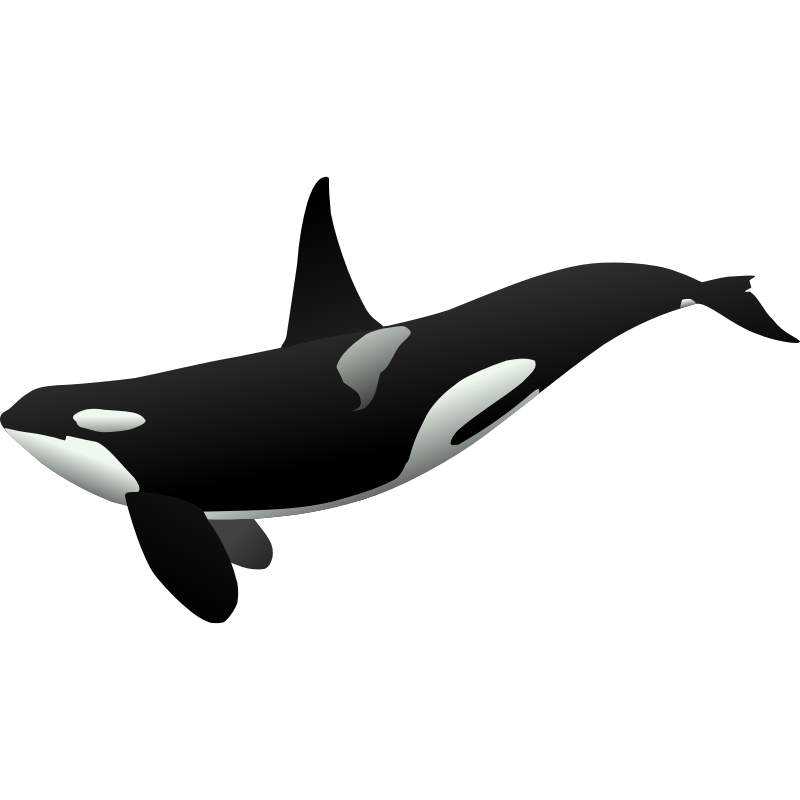 Clipart - orca matthew gates r