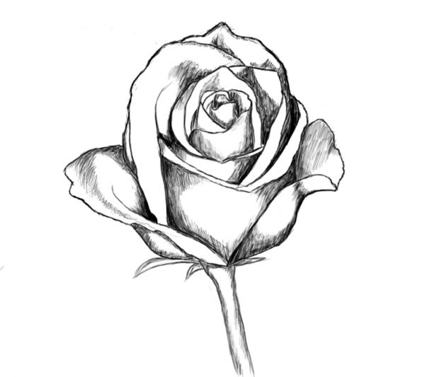 Line Drawing Rose - Cliparts.co