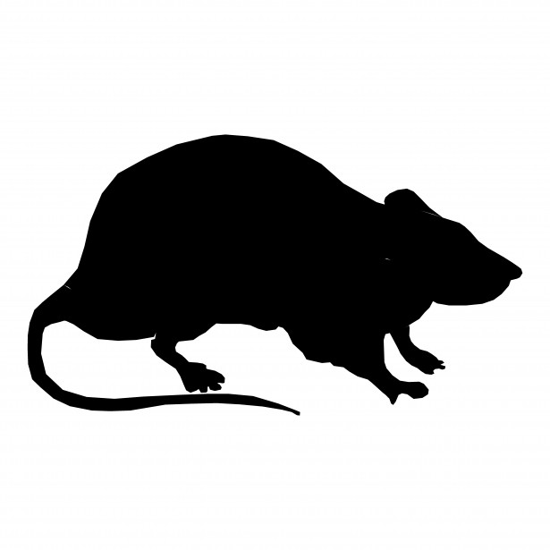 Silhouette Rat Photo stock libre - Public Domain Pictures ...