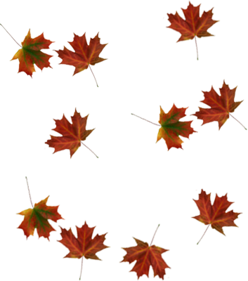 Falling Leaves Pictures And Wallpaper Fallen Tree - ClipArt Best ...