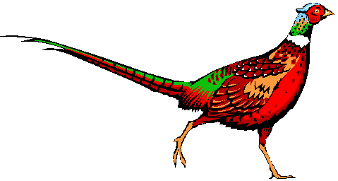 Pheasant Clipart - ClipArt Best
