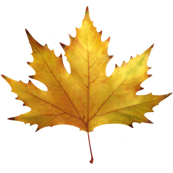 Autumn Maple Leaf Images | World Of Pictures