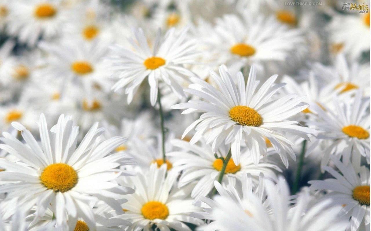 Welcome to Pick More Daisies! » Rocky Mountain Collegian