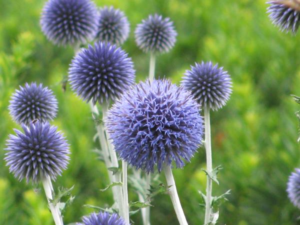 globe-thistle-alfred-ng.jpg