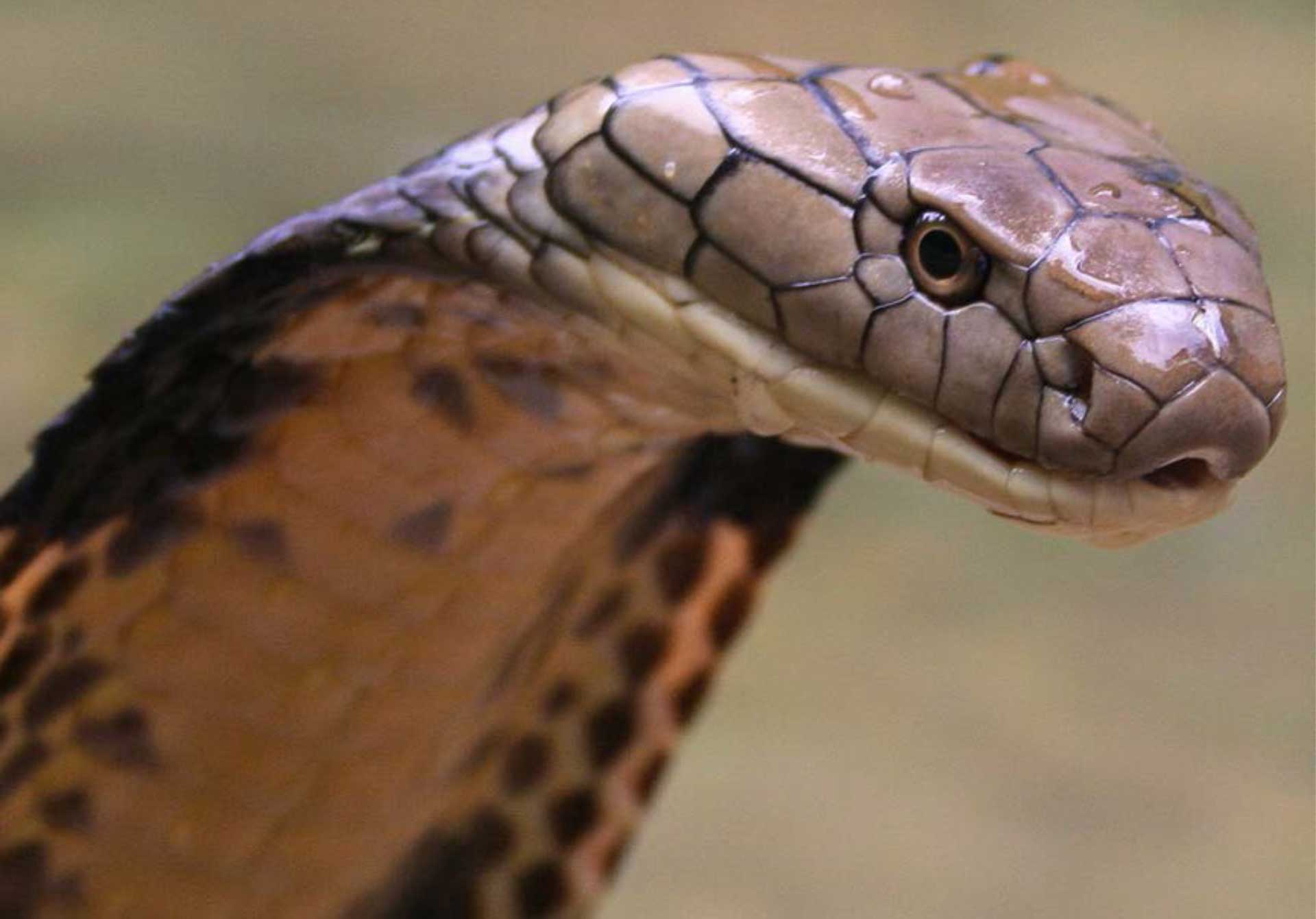 Slideshow: Secrets of Snakes | Science/AAAS | News