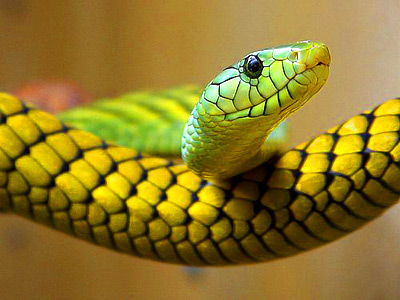 Snake dreams during Pregnancy - Dream Interpretation & Symbols