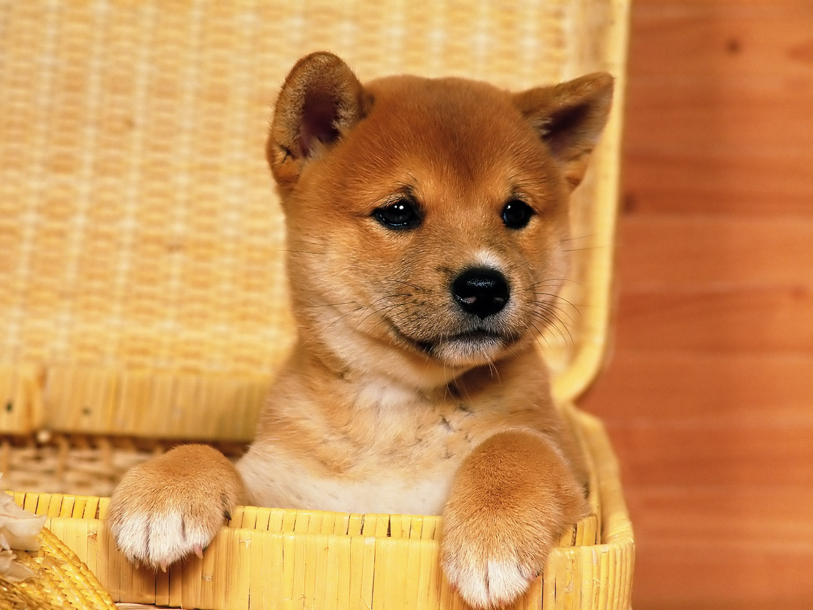 Pictures of Puppies | Me, Myself, and I