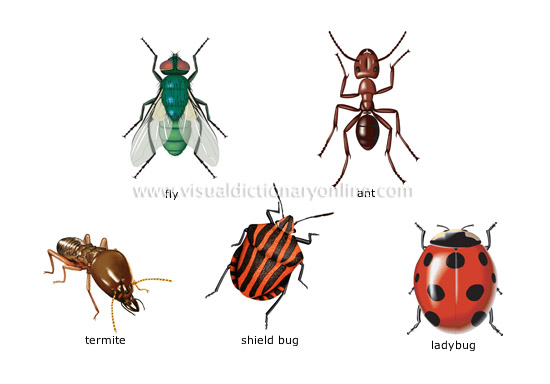 ANIMAL KINGDOM :: INSECTS AND ARACHNIDS :: EXAMPLES OF INSECTS [4 ...