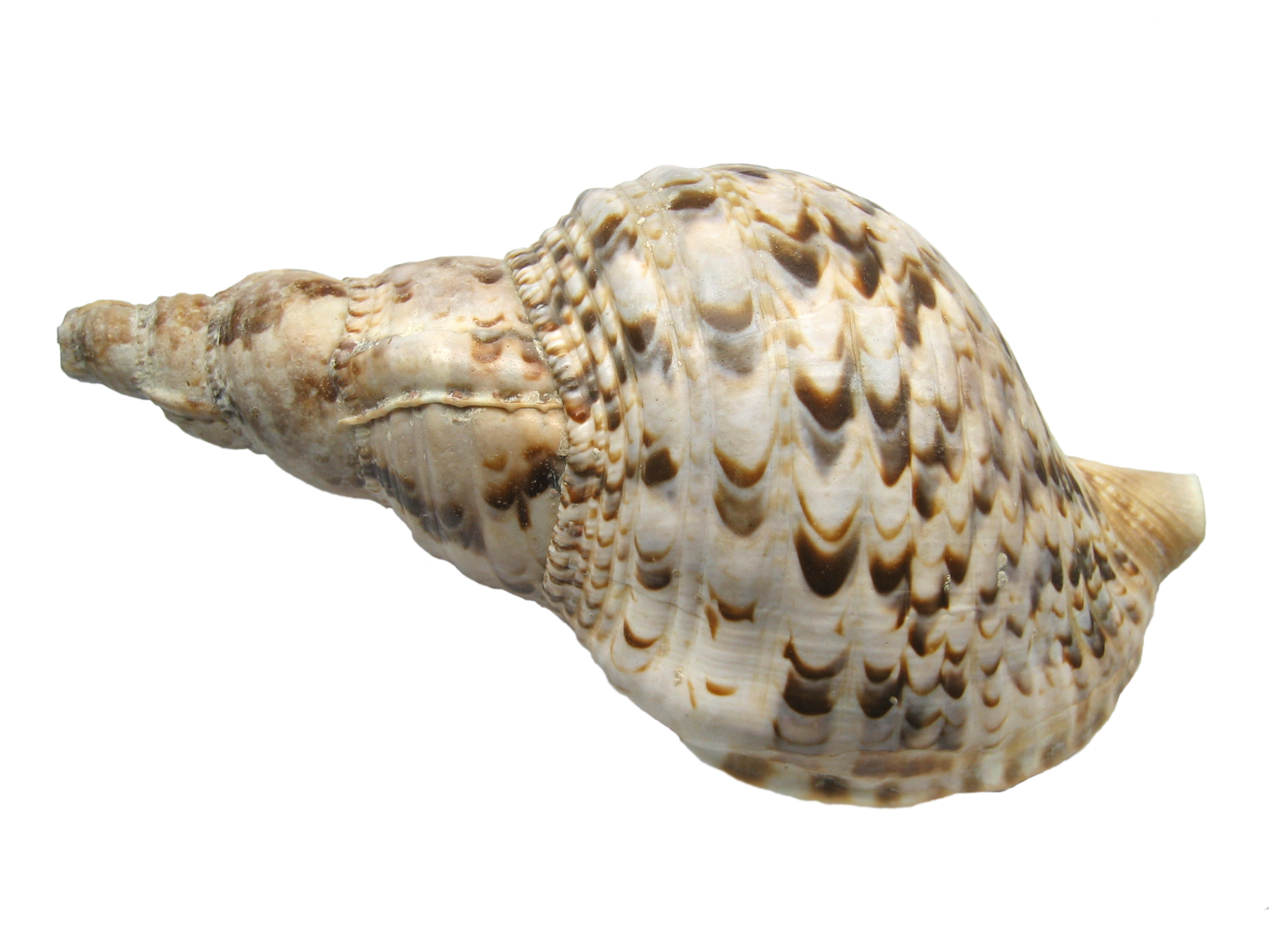 File:Charonia Tritonis Shell Macro.JPG - Wikimedia Commons