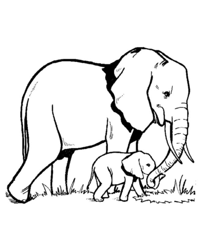 Baby Elephant Coloring Pages - Free Printable Coloring Pages ...