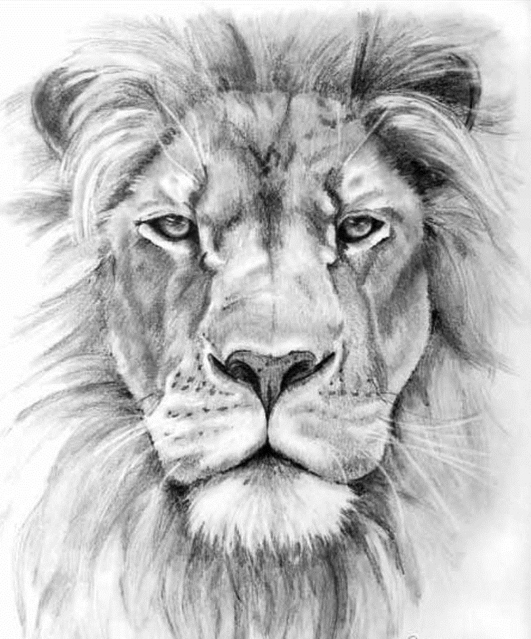Lion Face Drawing | DrawingSomeone.com