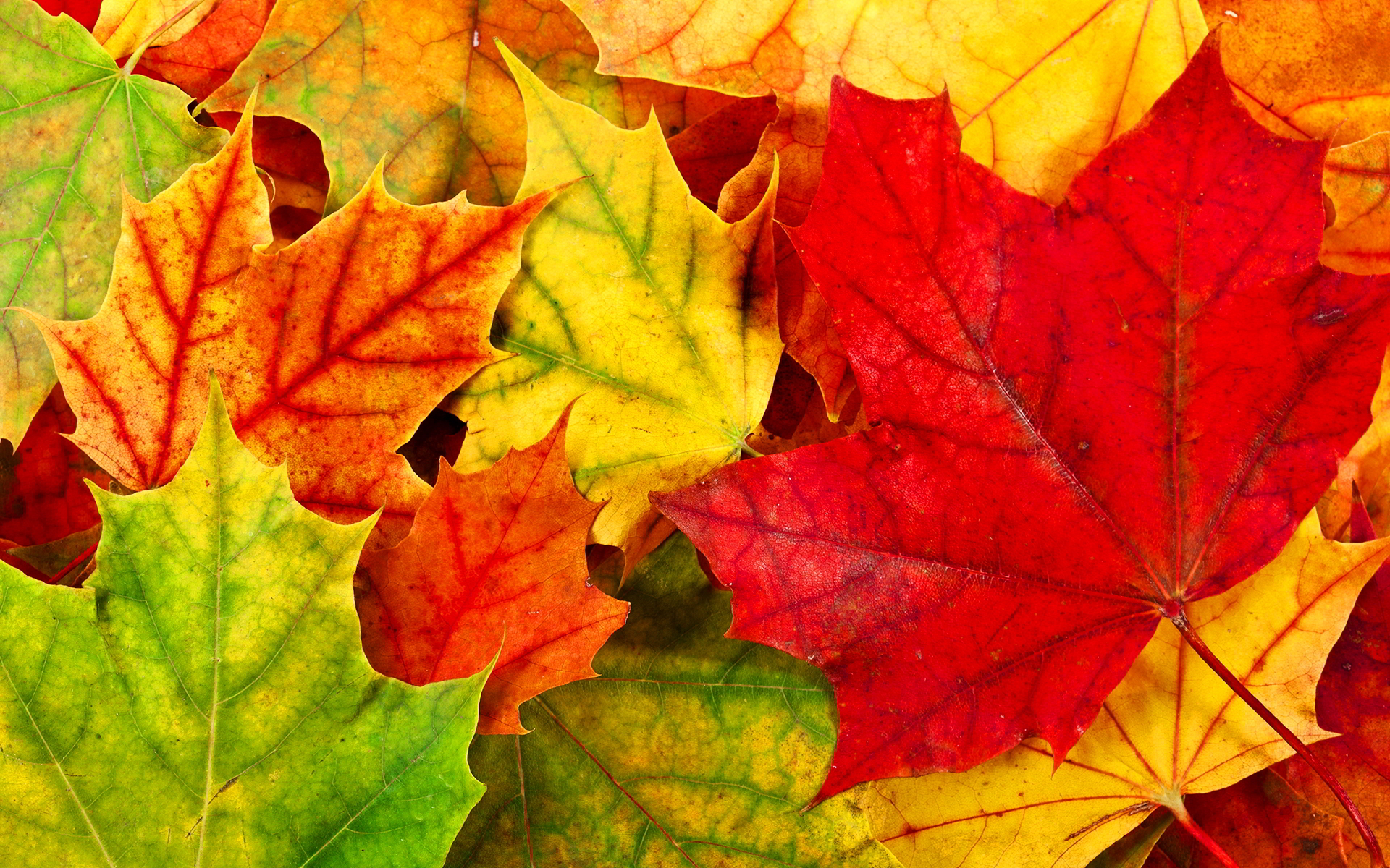 Colorful autumn leaves #6939307