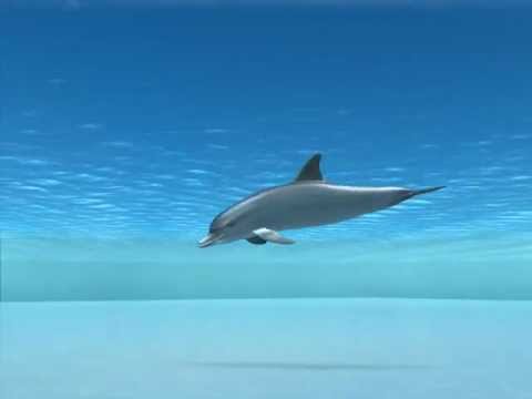 dolphin animation demo / pm studio - YouTube