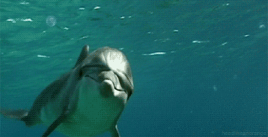 Dolphin GIFs on Giphy