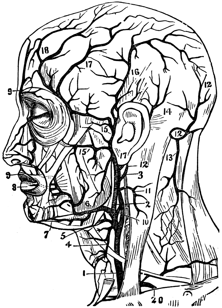 Arteries of the Head and Neck | ClipArt ETC