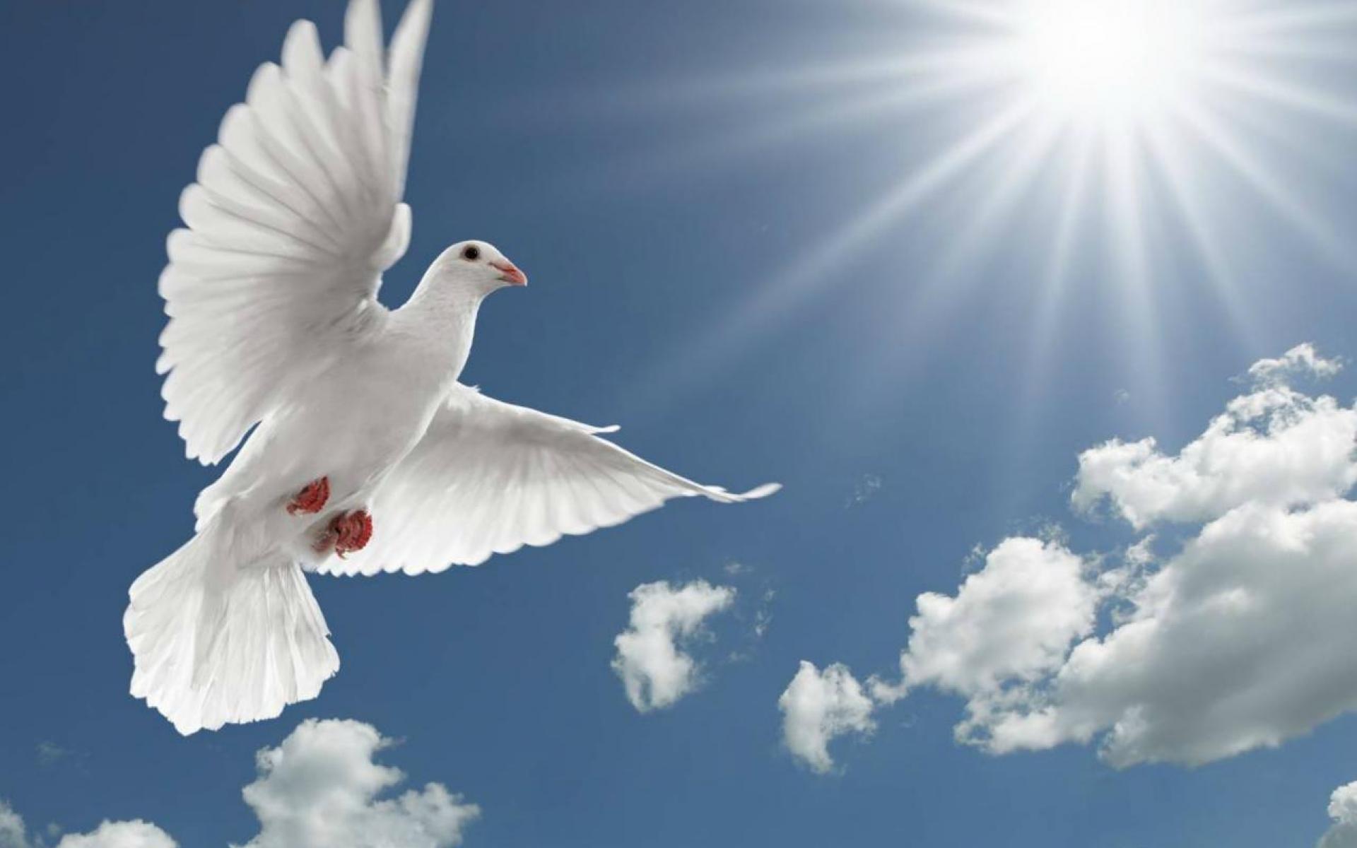 Dove Desktop Wallpapers - New WallpapersNew Wallpapers