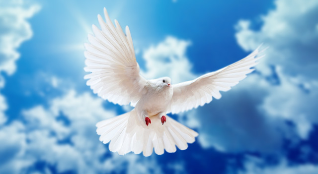 Cute Doves For Sale | Cute Doves For Sale