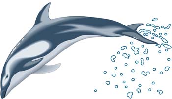 Cartoon dolphin Free Vector / 4Vector