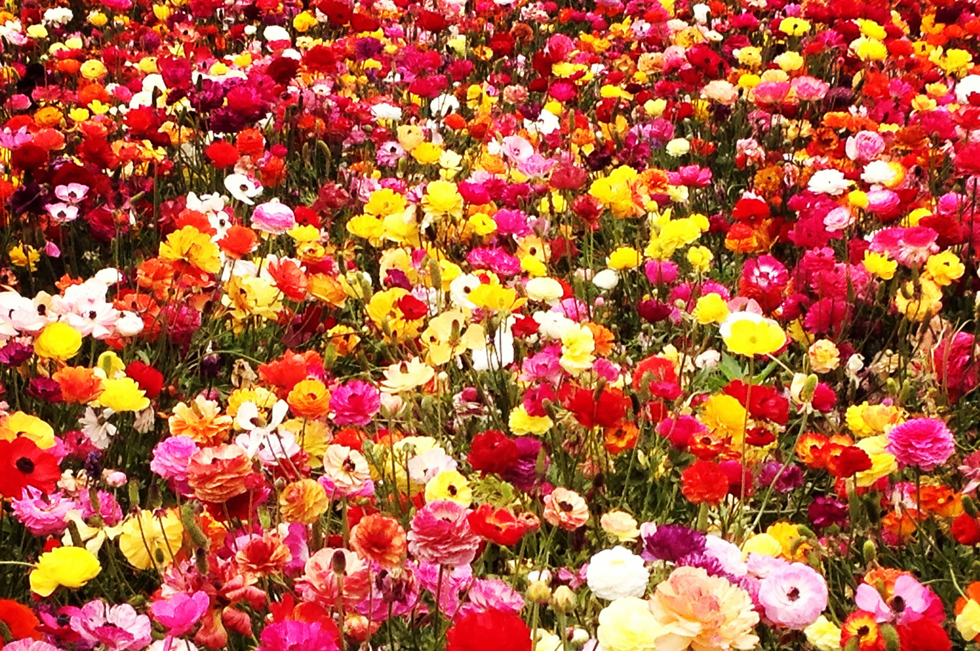 The Flower Fields® | The Flower Fields