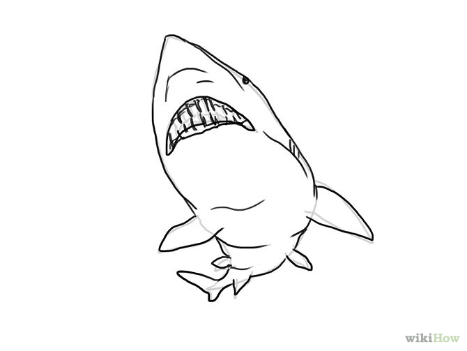 4 Ways to Draw a Shark - wikiHow